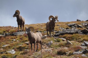 Big Horn Sheep