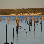 Stumps in Benbrook Lake at Sunset