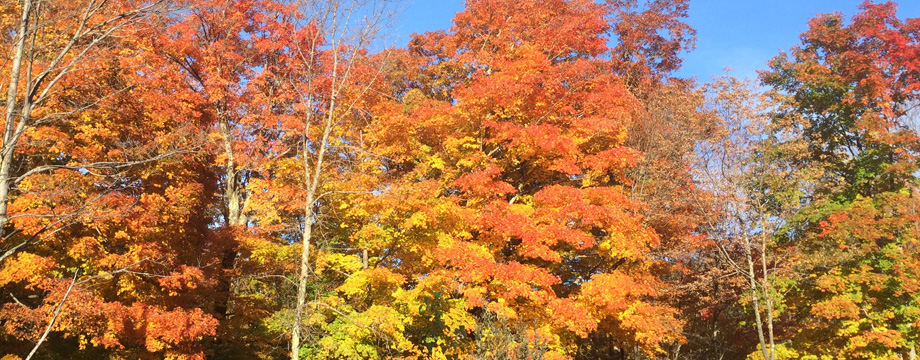 Encounter With Leaves