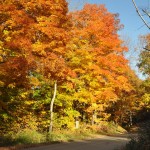 Fiery Color of Fall