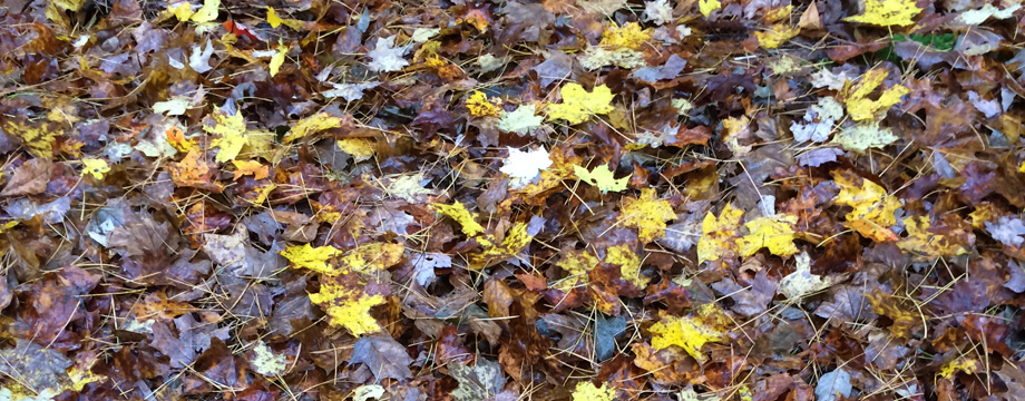 Maples Leaves