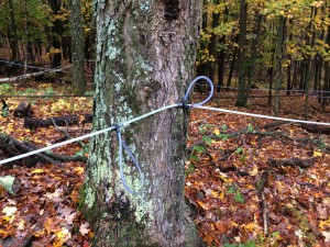 Maple Trees, Taps, and Lines