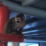 Squirrel Monkey hanging out at the port in Coca, Ecuador