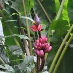 Pink Bananas by the Boardwalk