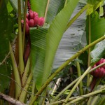 Pink Bananas by the Boardwalk