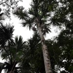 Palm tree in the Palm Swamp