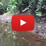 VIDEO: Black Water Stream 1