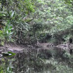 The Black Water Stream