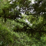 Thick Canopy Overhead