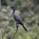 Cormorant