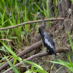 Apple Snail Heron