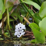 Water Flower