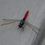Dragonfly that landed by my foot in the canoe