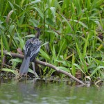 Apple Snail Heron