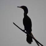 Cormorant