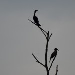 Cormorants