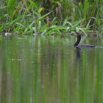 Cormorant