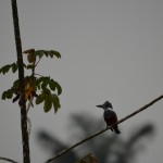 King Fisher