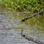 Turtles by The lake