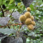 Interesting Burrs