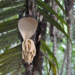 Seed Pod