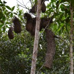 Bird Nest and Wasp Nest: See all the Wasps!