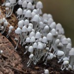 Fluorescent Mushrooms! Yes they glow in the dark!