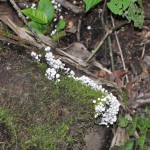 Fluorescent Mushrooms! Yes they glow in the dark!