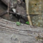 Leaf Cutter Ants