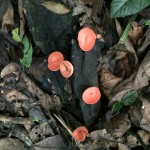 Colorful Funghi