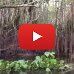 VIDEO: Black Water Stream 2