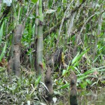 Vegetation along the black water stream