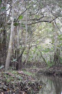 Dense vegetation growing around the black water stream