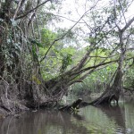 Vegetation along the black water stream