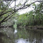 Vegetation along the black water stream