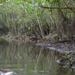 Vegetation along the black water stream