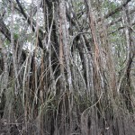 Vegetation along the black water stream