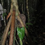 Walking Palm Roots