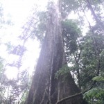 Kathy and the Kapok Tree