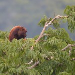 Red Howler Monkey