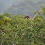 Red Howler Monkey