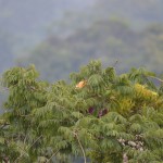 Red Howler Monkey