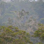 Red Howler Monkeys