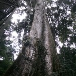 Curtis and the Kapok Tree