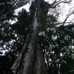 The Kapok Tree