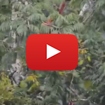 VIDEO: Up in the Kapok Tree