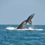 Ecudaor_2010_Whales_DSC_1154