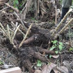 Harvesting Manioc