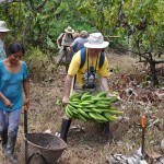 Harvesting Plantains