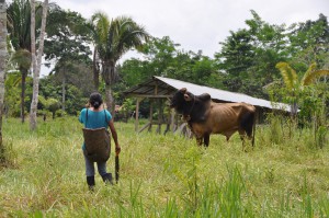 Precila and the Bull